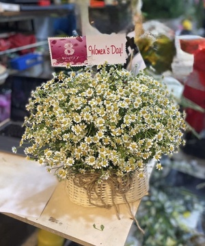 Bình Hoa Tươi BHT 12